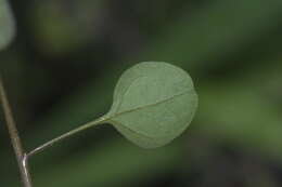 Image of Chenopodium allanii Aellen