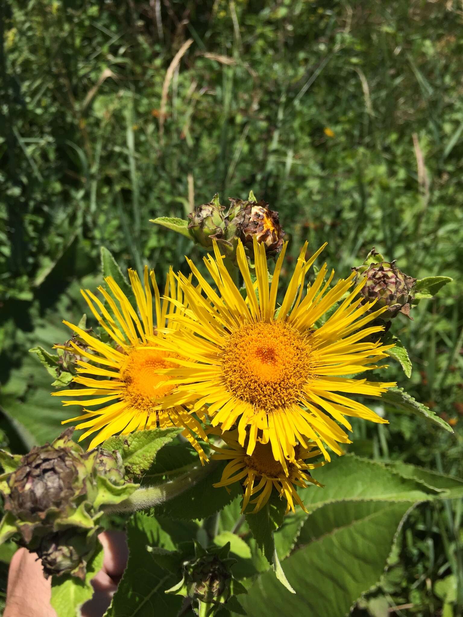 Inula helenium L. resmi