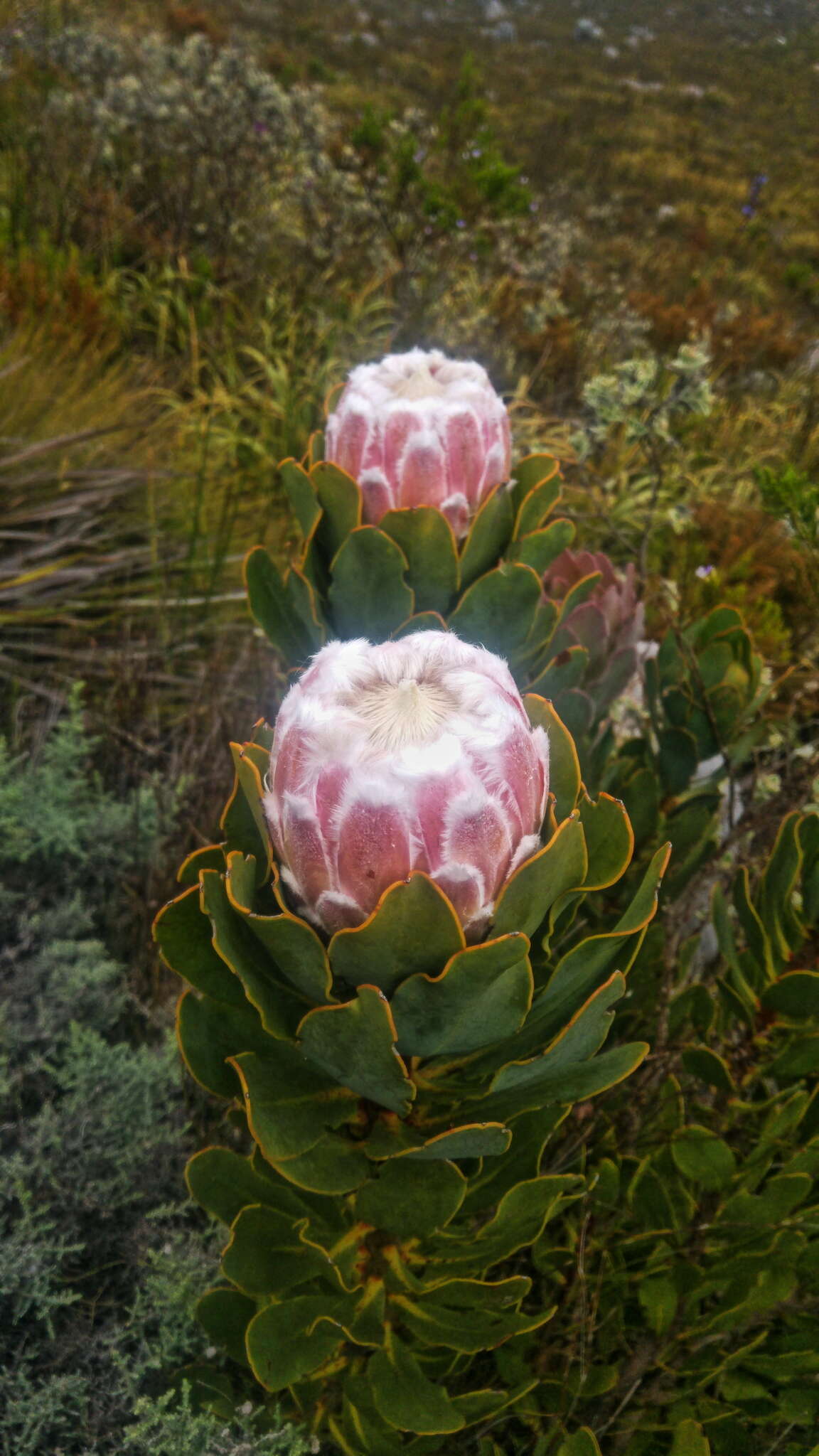 Imagem de Protea speciosa (L.) L.