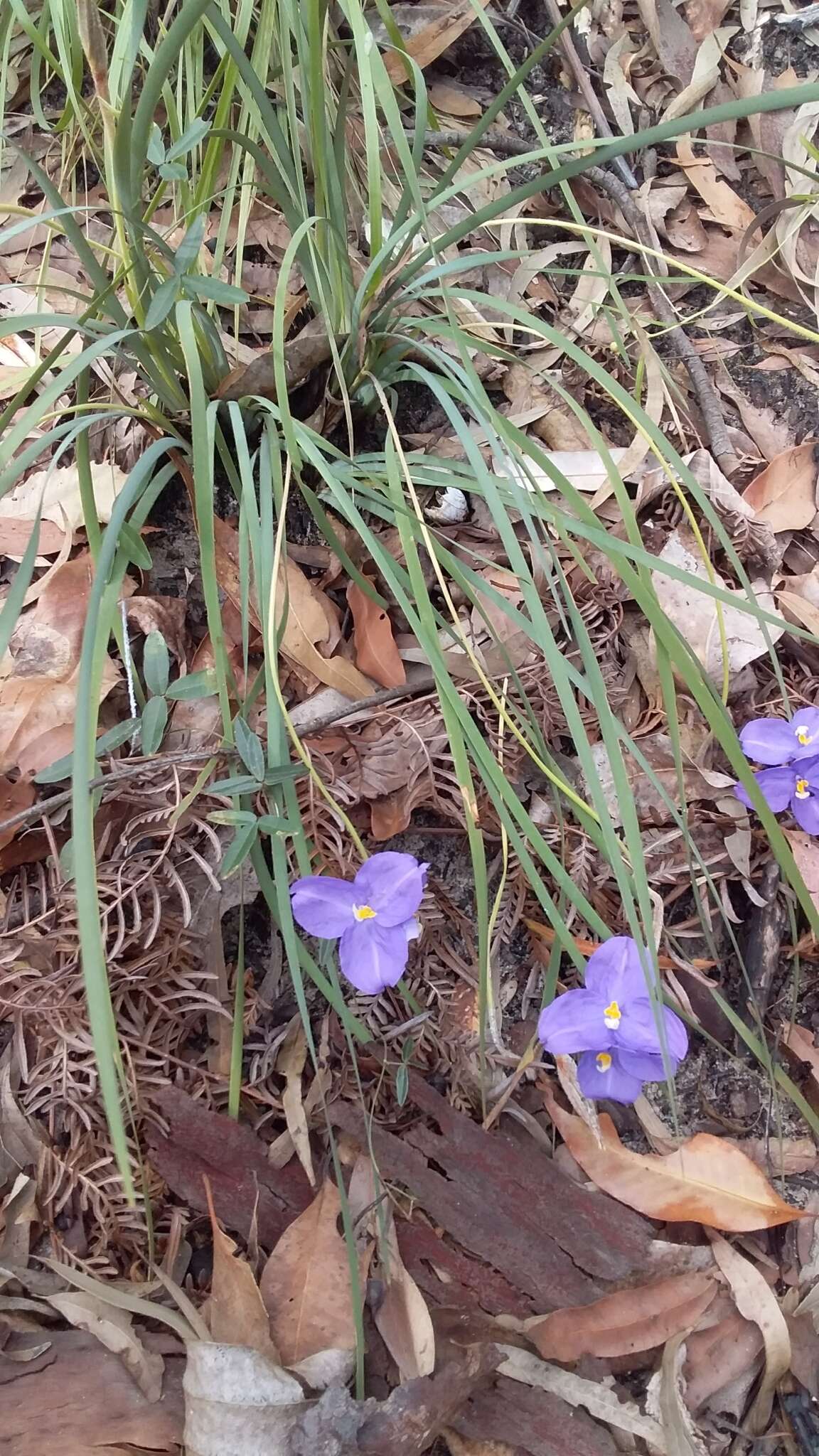 Image of Patersonia sericea R. Br.