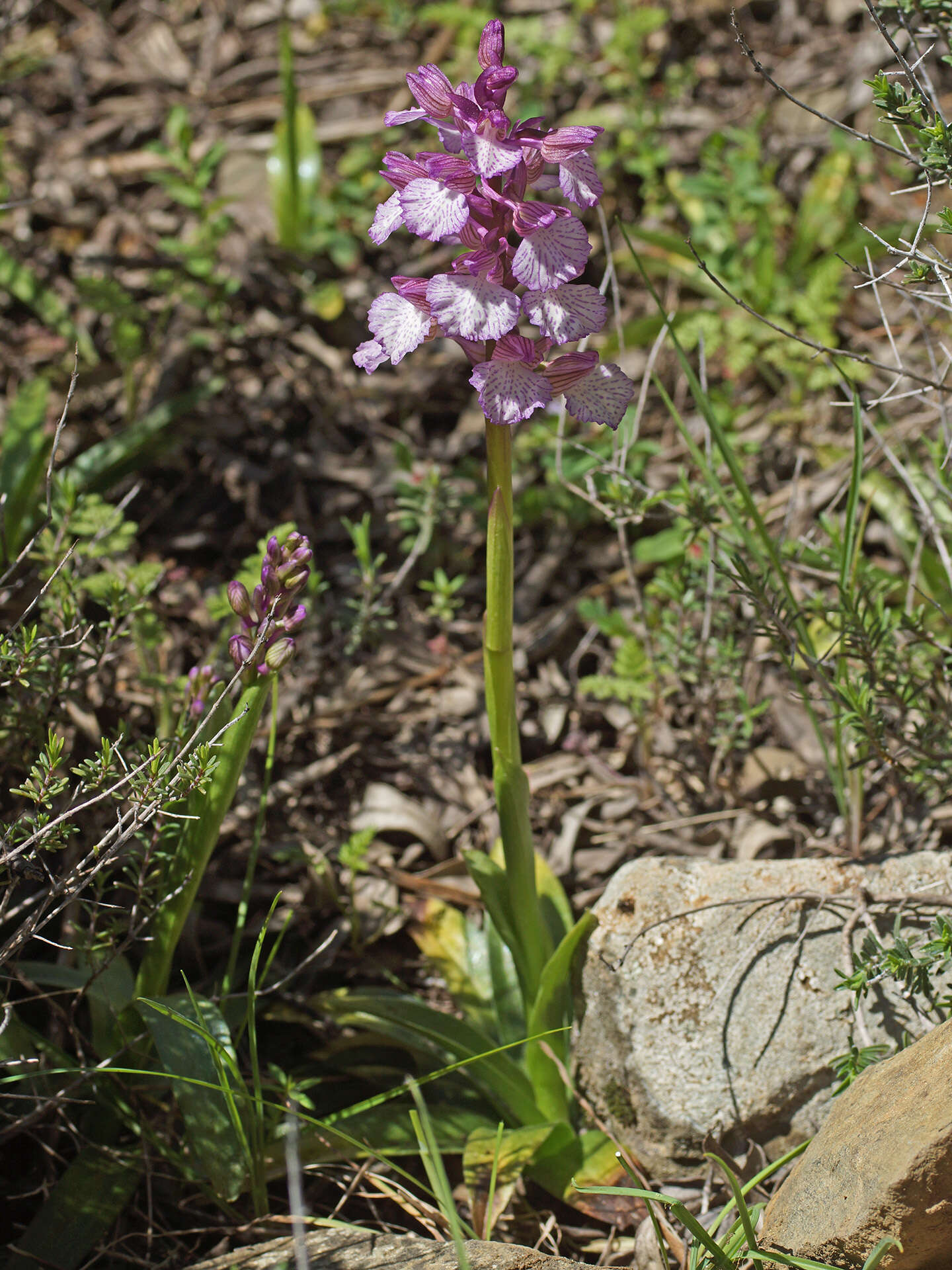 Image of <i>Anacamptis</i> × <i>gennarii</i>