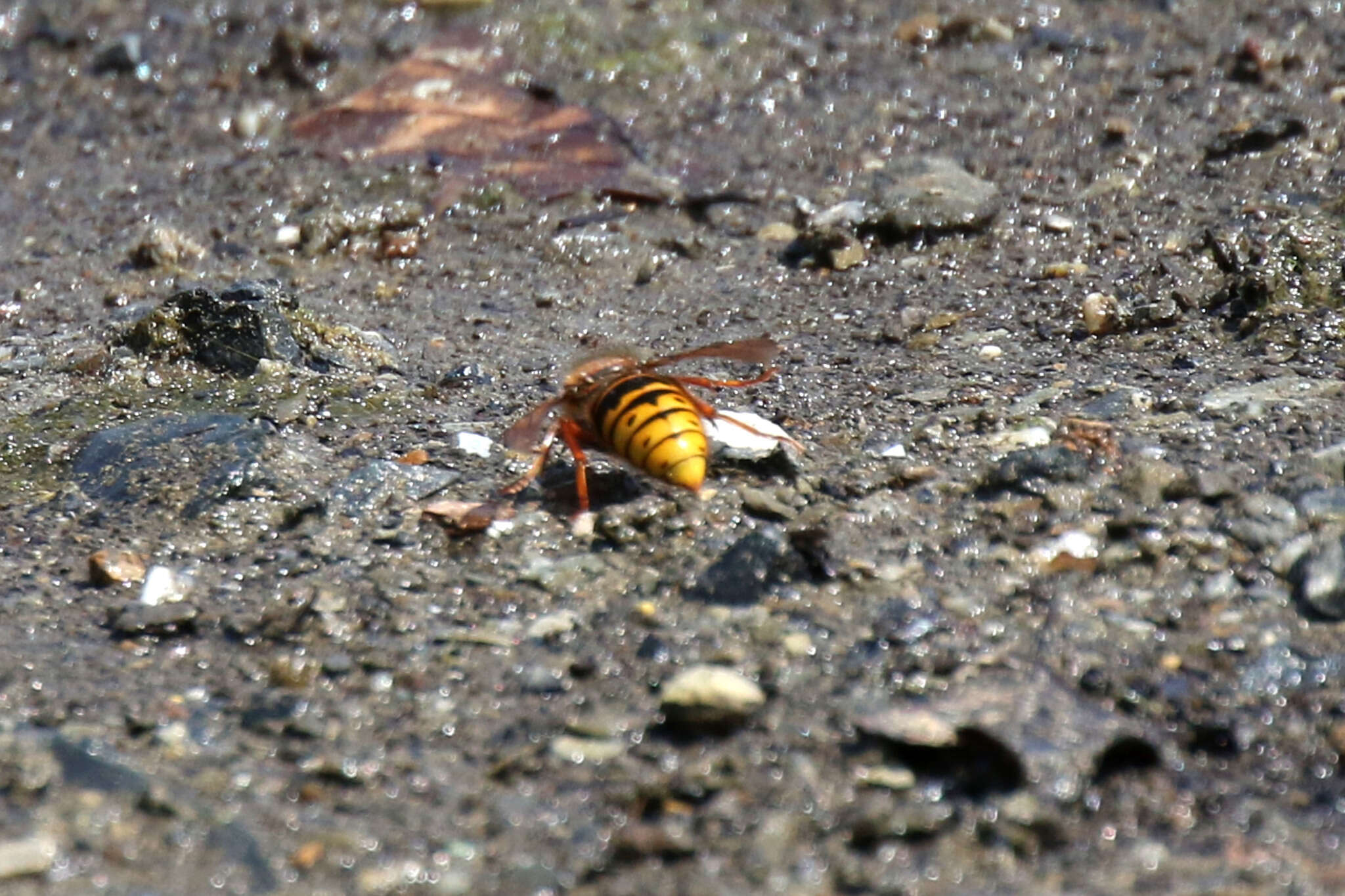 Image of median wasp