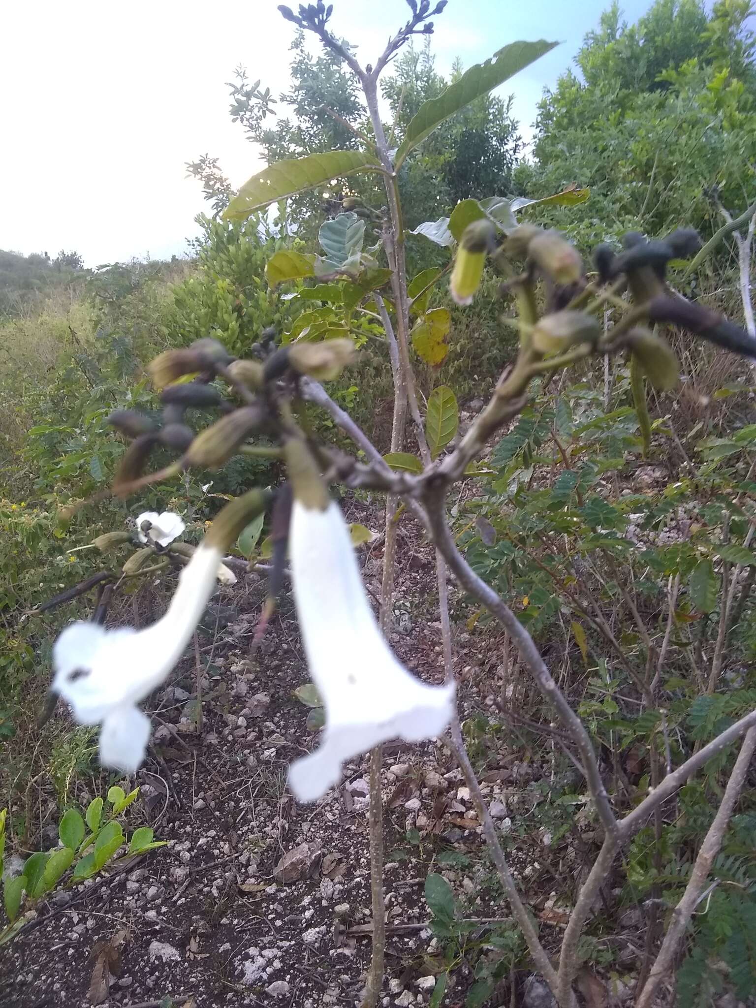 Image of Tabebuia calcicola Britton