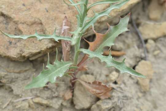 Image of desert wirelettuce