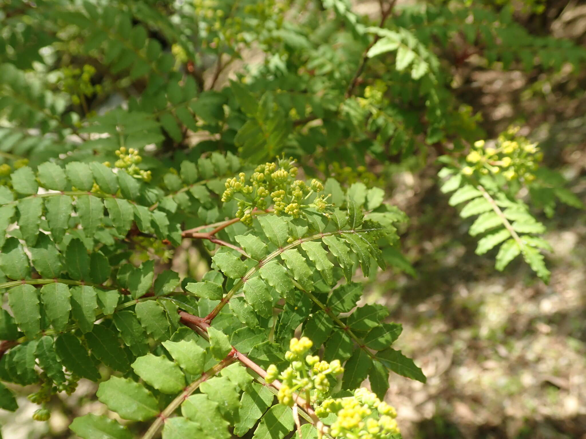 Imagem de Zanthoxylum piperitum (L.) DC.