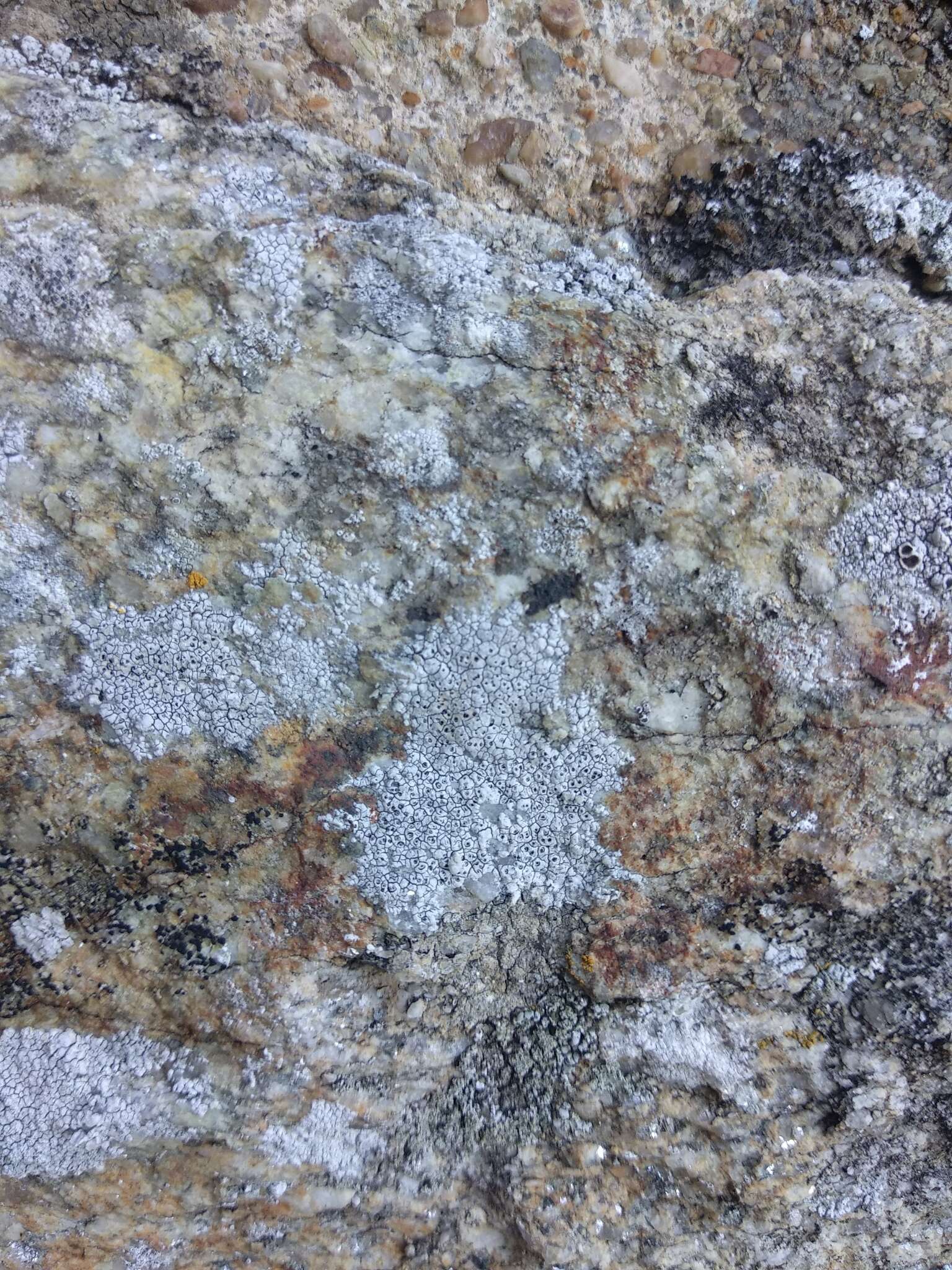 Image of crater lichen