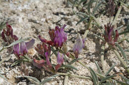 Image of Fish Slough milkvetch