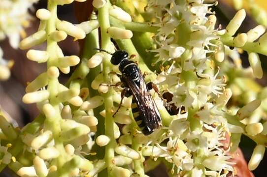 Myzinum carolinianum (Panzer 1806)的圖片