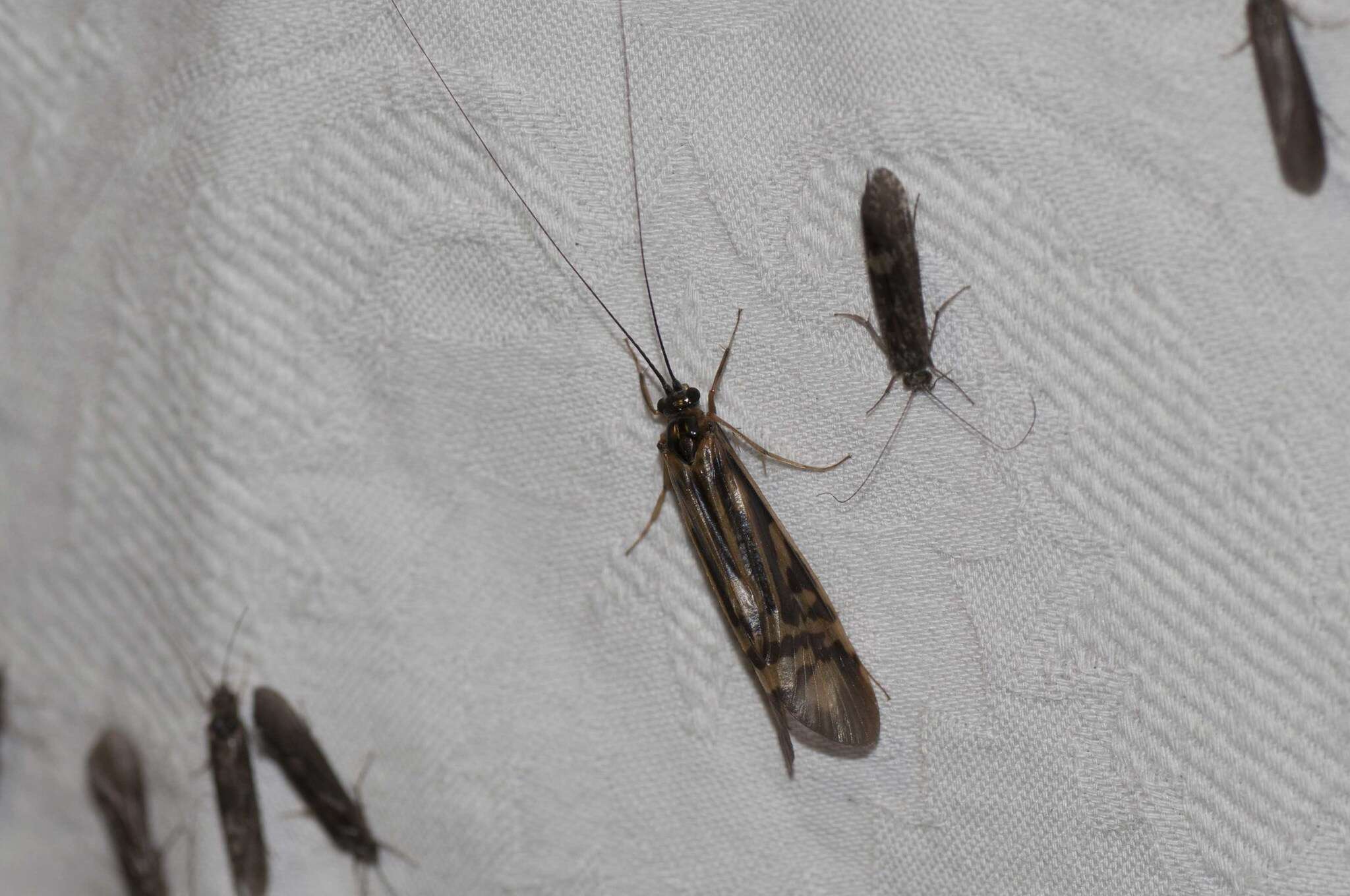 Image of Zebra Caddisfly