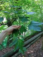 Imagem de Acer cappadocicum subsp. lobelii (Tenore) E. Murray