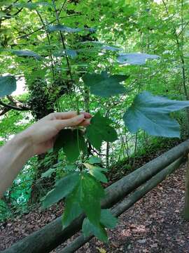 Image de Acer cappadocicum subsp. lobelii (Tenore) E. Murray