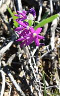 Image of Ixia ramulosa (G. J. Lewis) Goldblatt & J. C. Manning