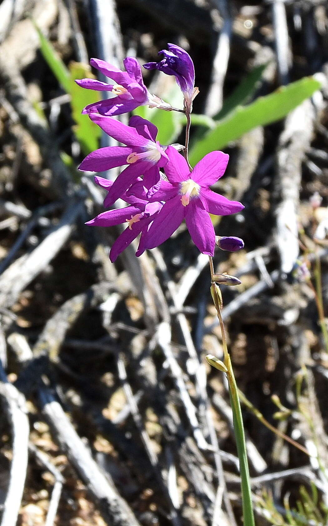 Image of Ixia ramulosa (G. J. Lewis) Goldblatt & J. C. Manning