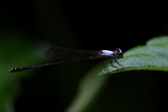 Image of Agriocnemis exsudans Selys 1877