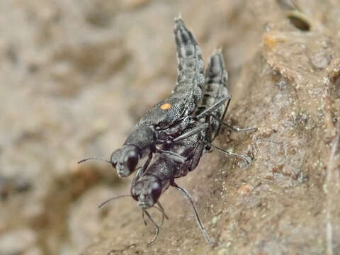 Image of Stenus (Stenus) comma Le Conte & J. L. 1863