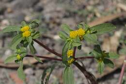 Image of clustered yellowtops