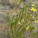 Image of Senecio leandrii Humbert