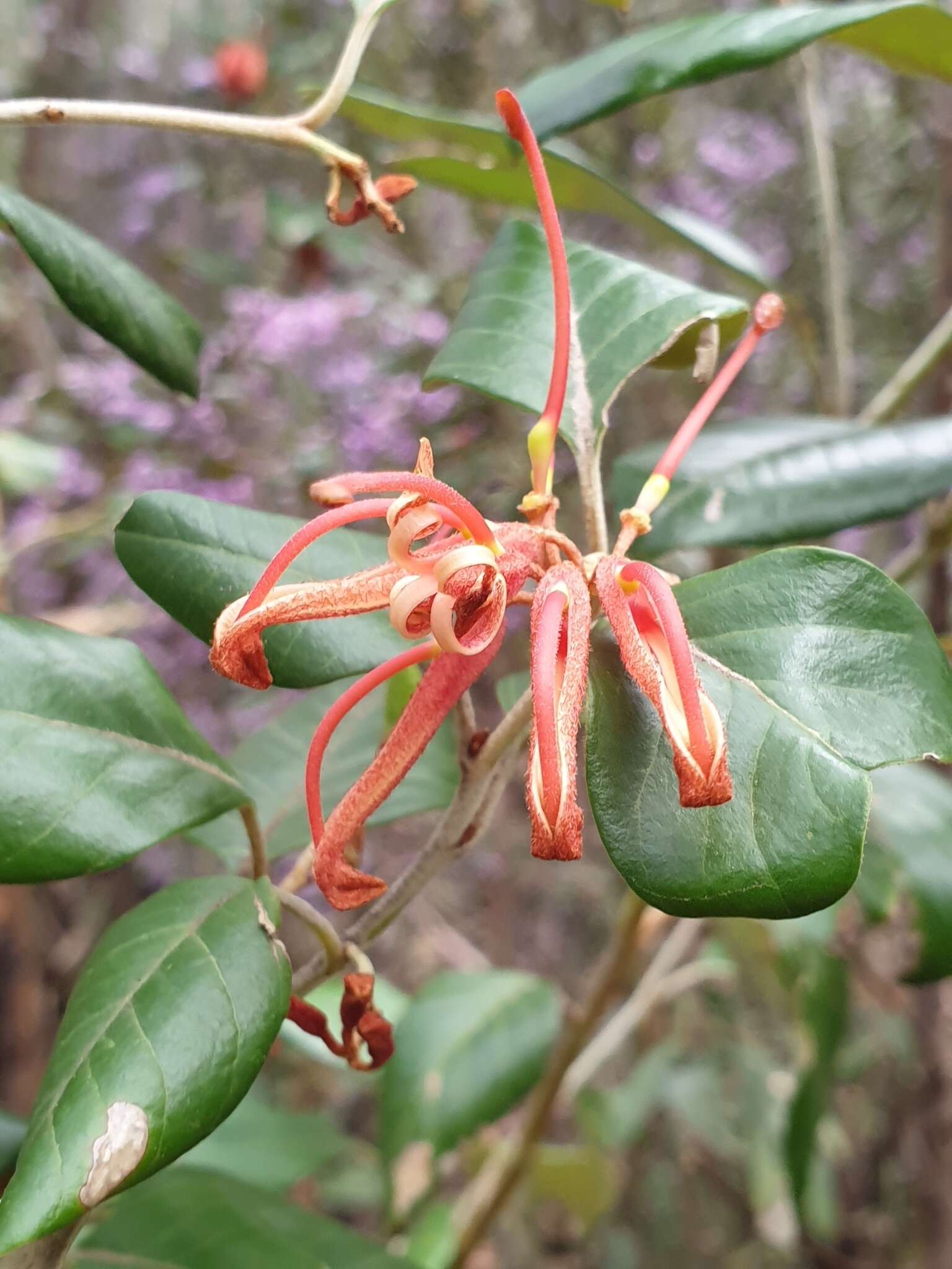 Image of Grevillea oxyantha subsp. oxyantha