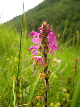 Image of Pedicularis crassirostris Bunge