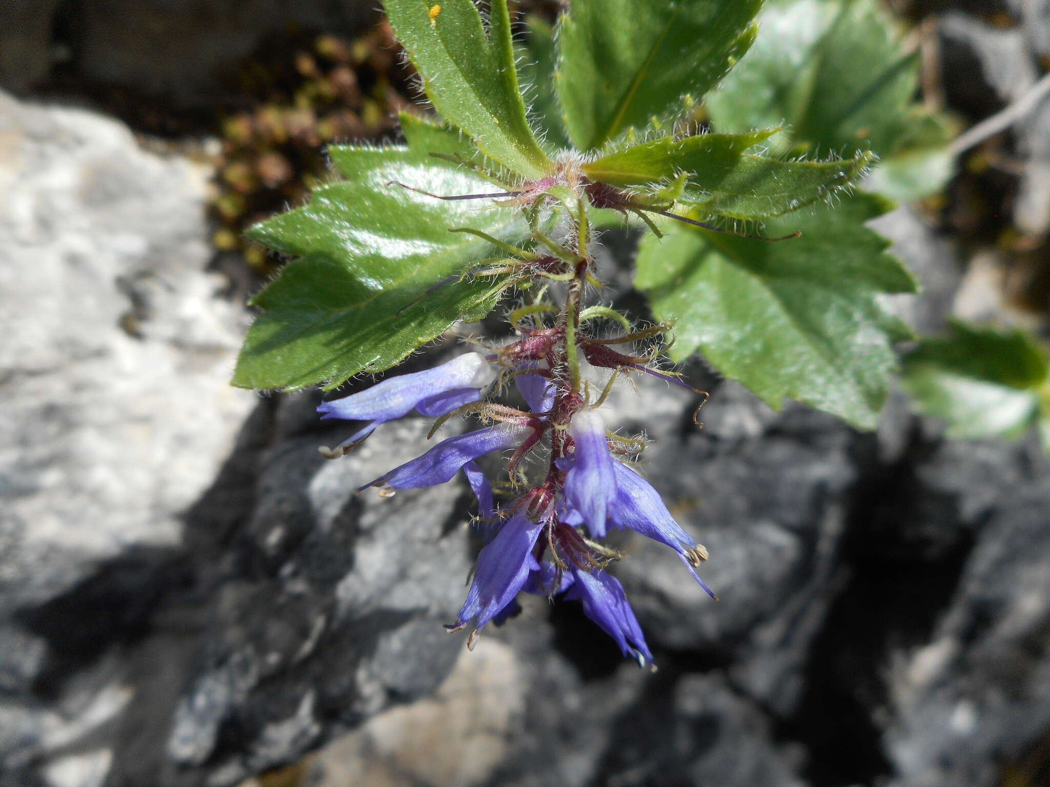 Image de Paederota bonarota (L.) L.