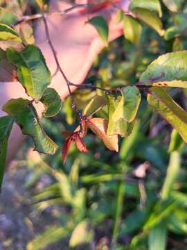 Image of Casearia decandra Jacq.