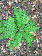 Image of Spear Thistle