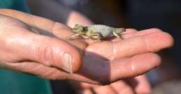 Image of Malawi Stumptail Chameleon