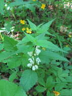 Imagem de Lamium album subsp. barbatum (Siebold & Zucc.) Mennema