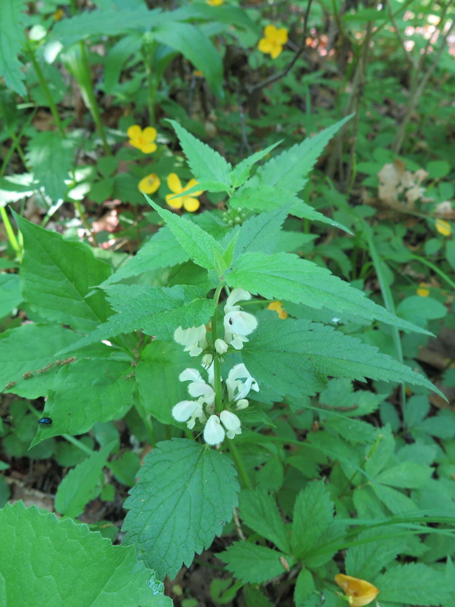 Image of Lamium album subsp. barbatum (Siebold & Zucc.) Mennema