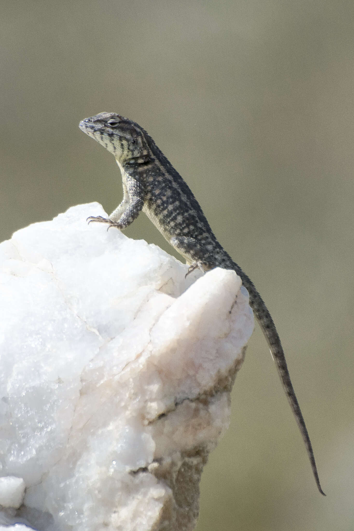 Imagem de Eurolophosaurus nanuzae (Rodrigues 1981)