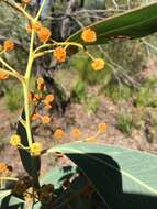 Image of Acacia bancroftiorum Maiden