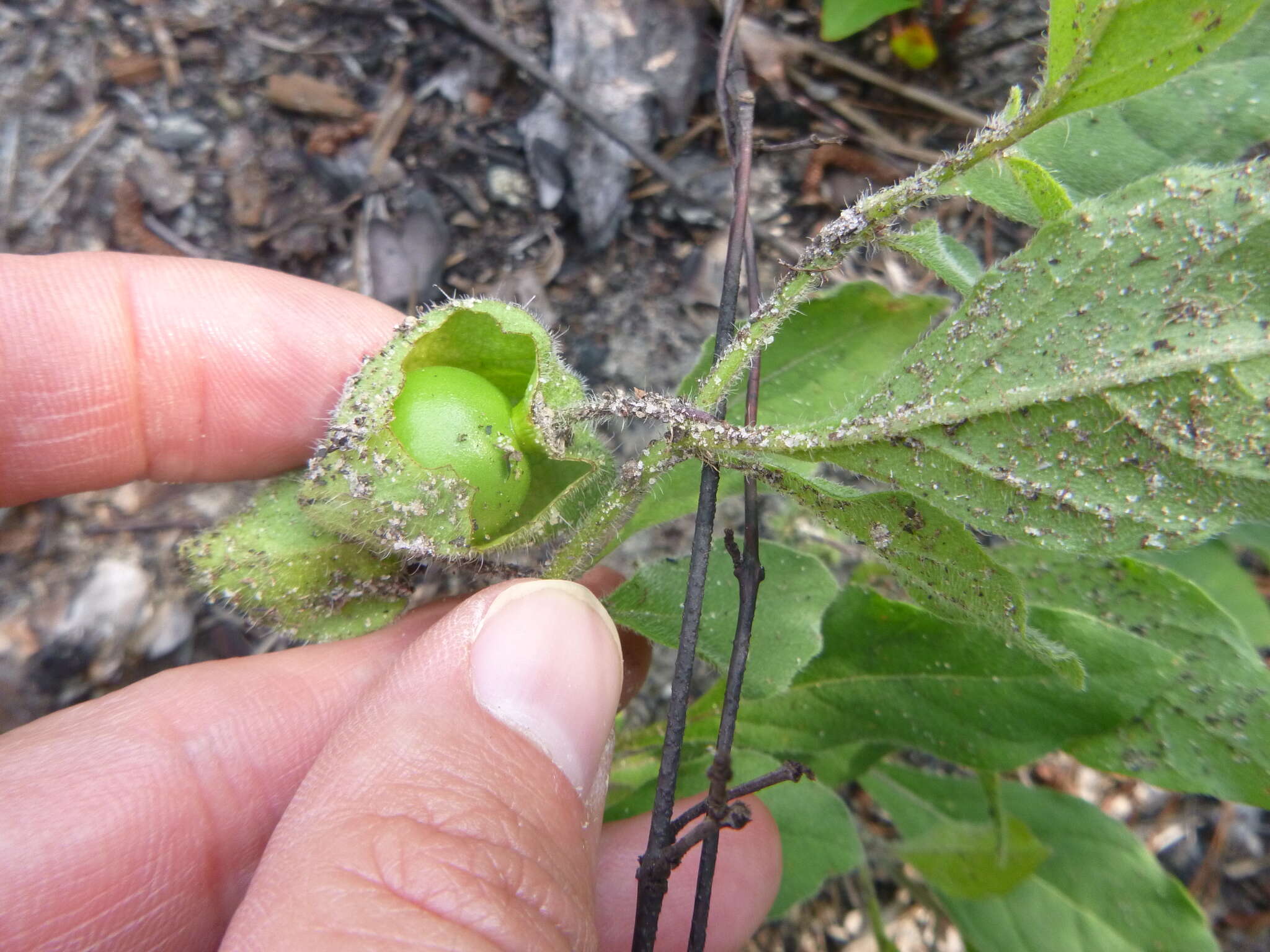 Image of sword groundcherry