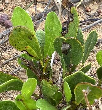 Image of Otholobium rotundifolium (L. fil.) C. H. Stirt.