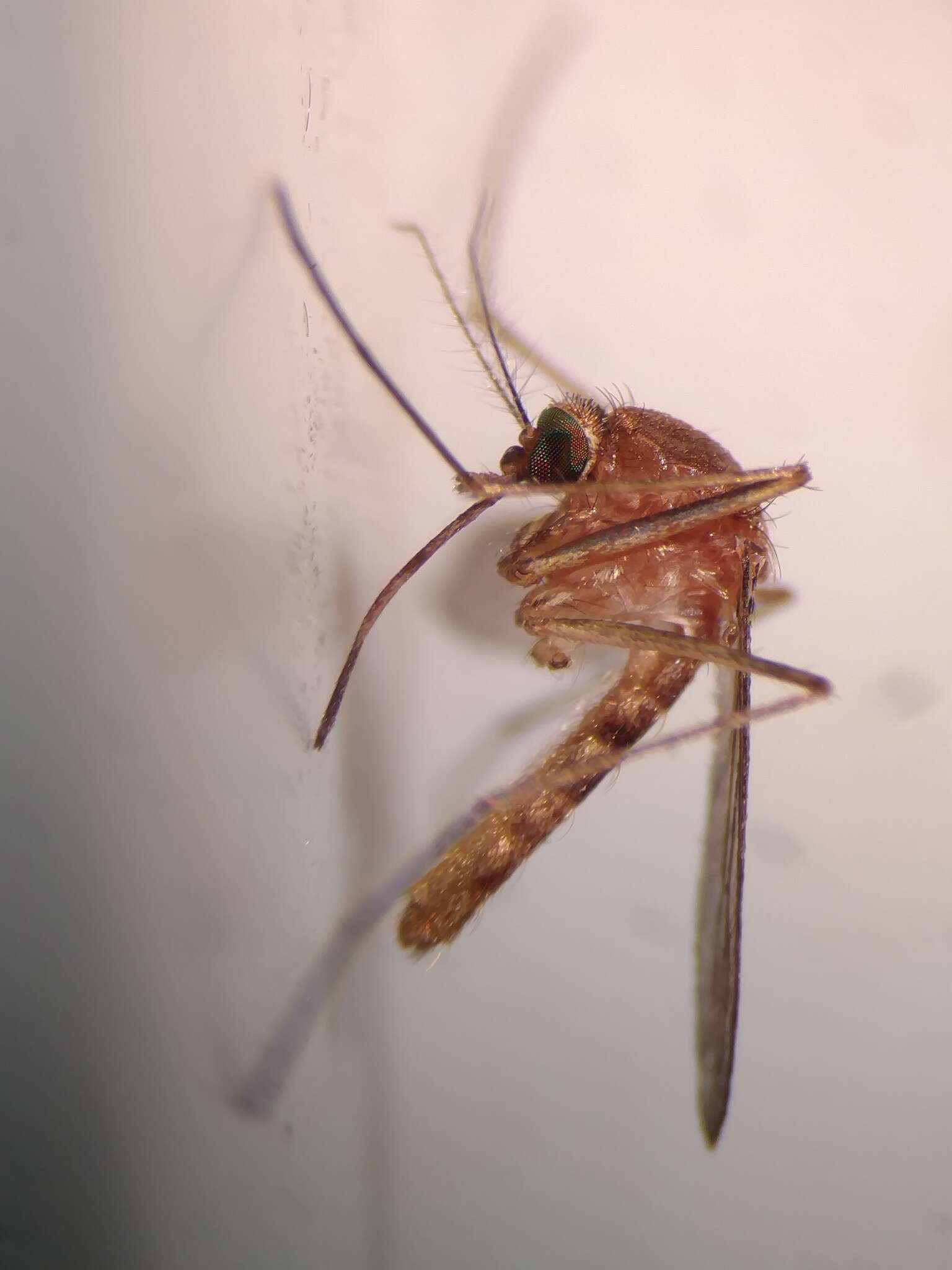 Image of mosquito