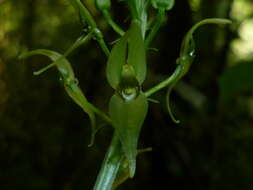 Image of Malaxis lepanthiflora (Schltr.) Ames