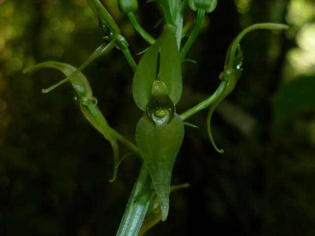 Image of Malaxis lepanthiflora (Schltr.) Ames