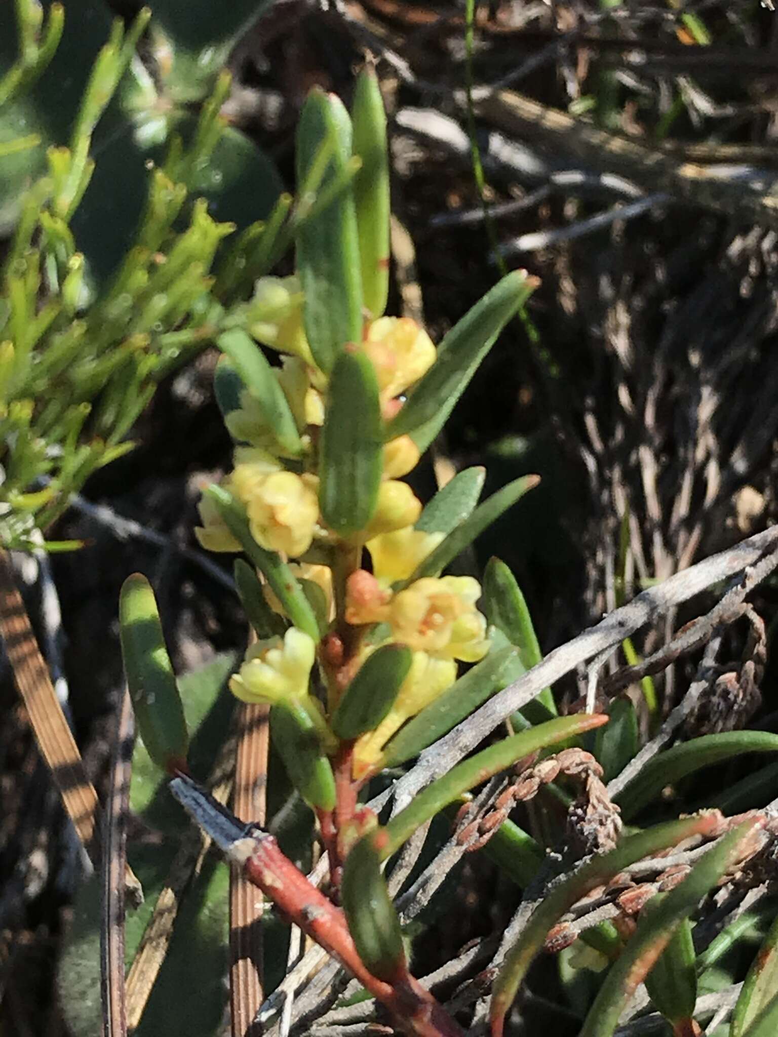 Image of Clutia polygonoides L.