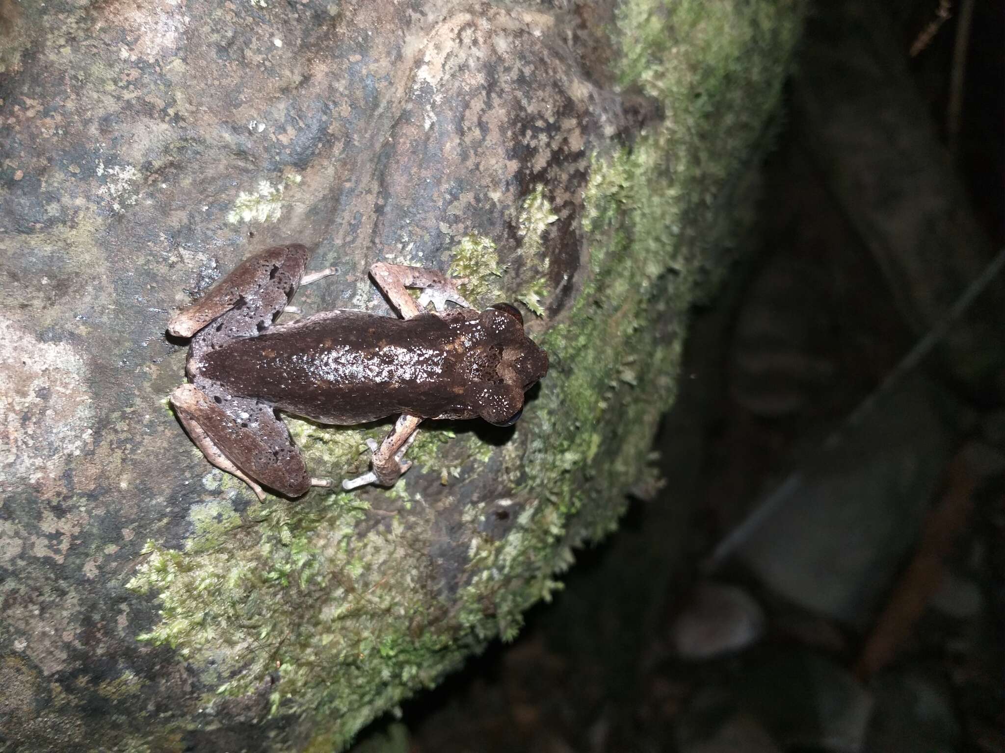 Image de Leptobrachella fritinniens (Dehling & Matsui 2013)