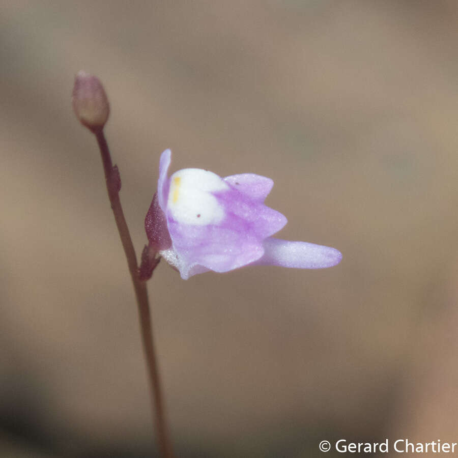 Image of Utricularia geoffrayi Pellegr.