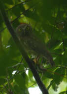 صورة Ninox philippensis Bonaparte 1855