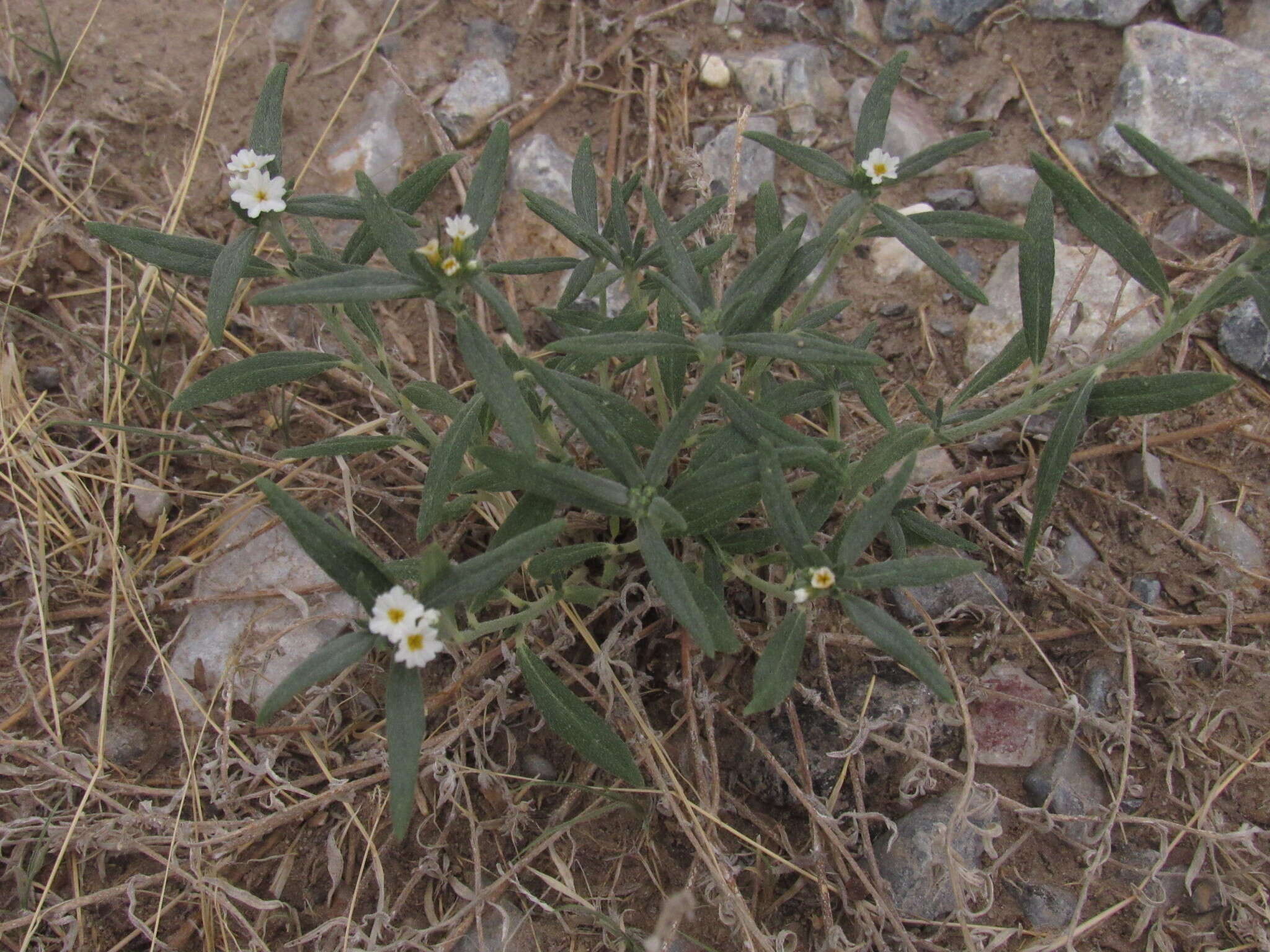 Image of Euploca mendocina (Phil.) Diane & Hilger