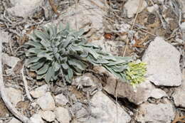 Image of Shockley's rockcress