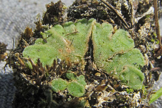 Image of Riccia glauca L.