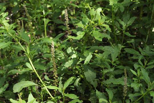 Image of tropical pokeweed