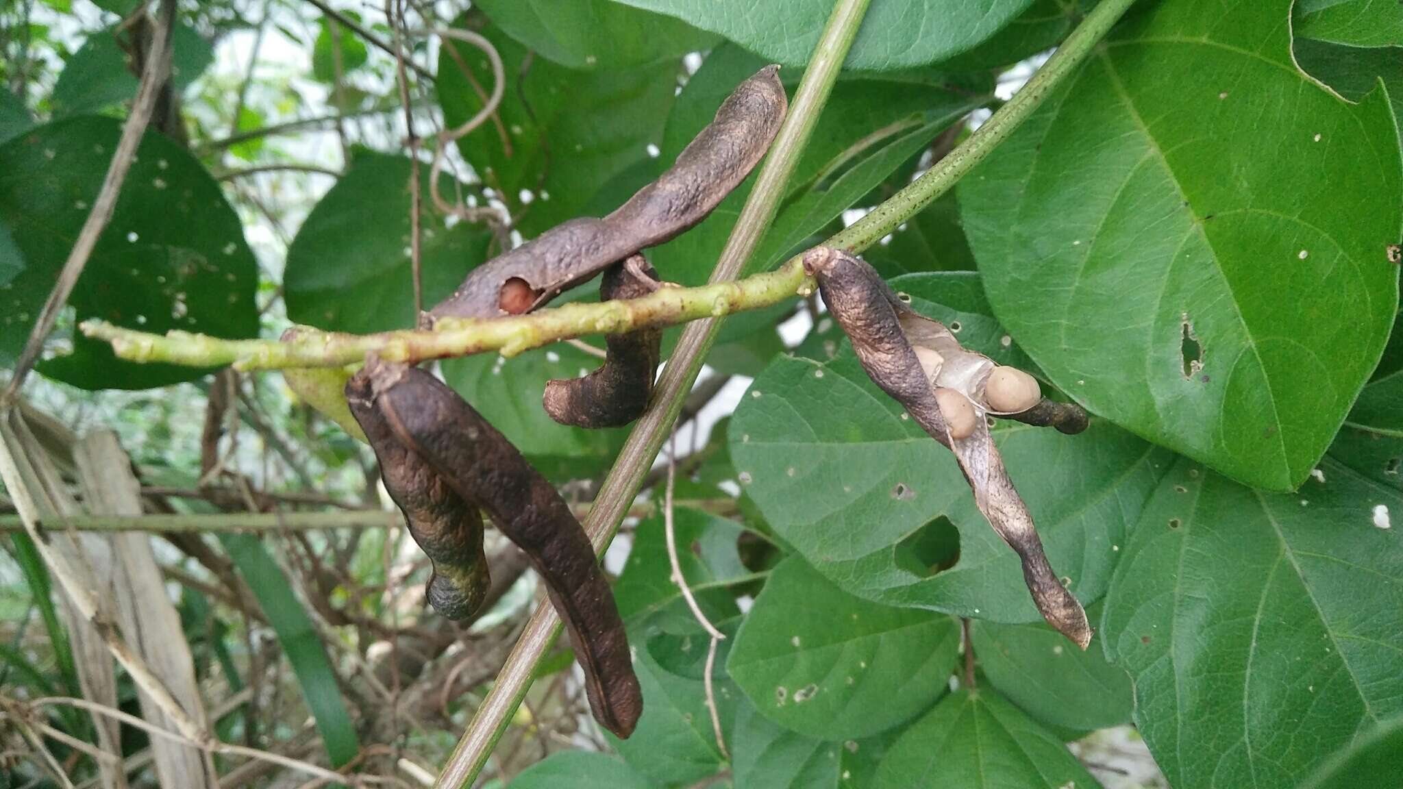 Image of notched cowpea