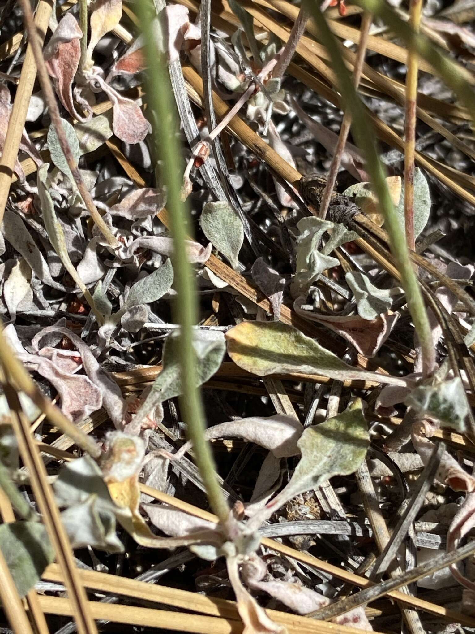 Image of Eriogonum wrightii var. oresbium J. L. Reveal