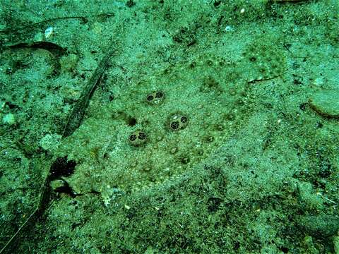 Image of Ocellated flounder