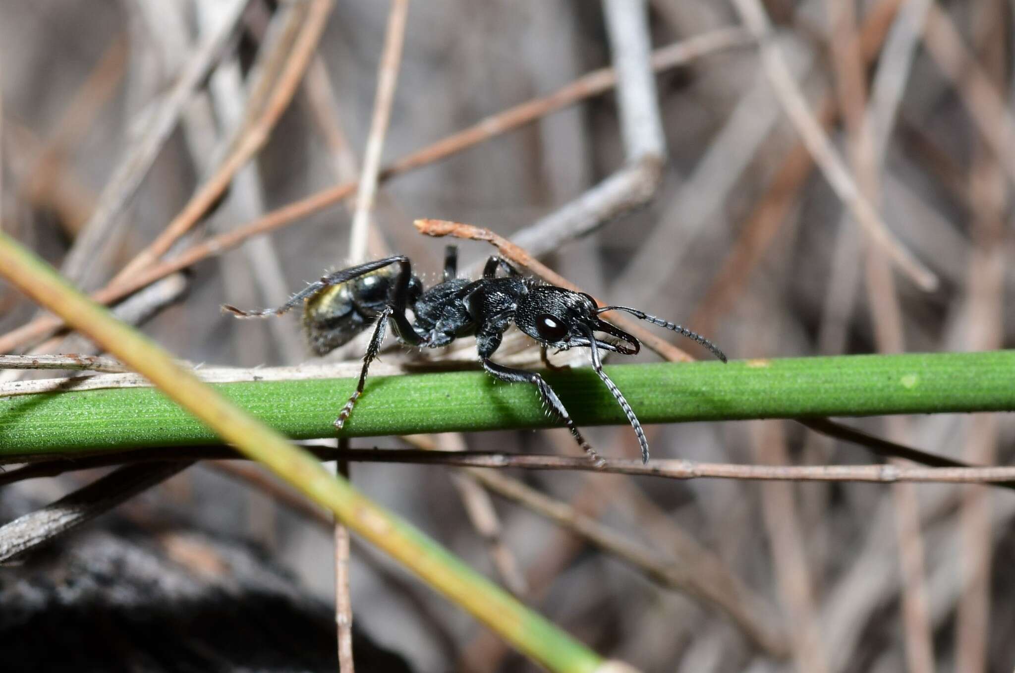 Image of Myrmecia queenslandica Forel 1915