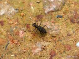 Cylindera (Ifasina) kaleea (Bates 1866) resmi