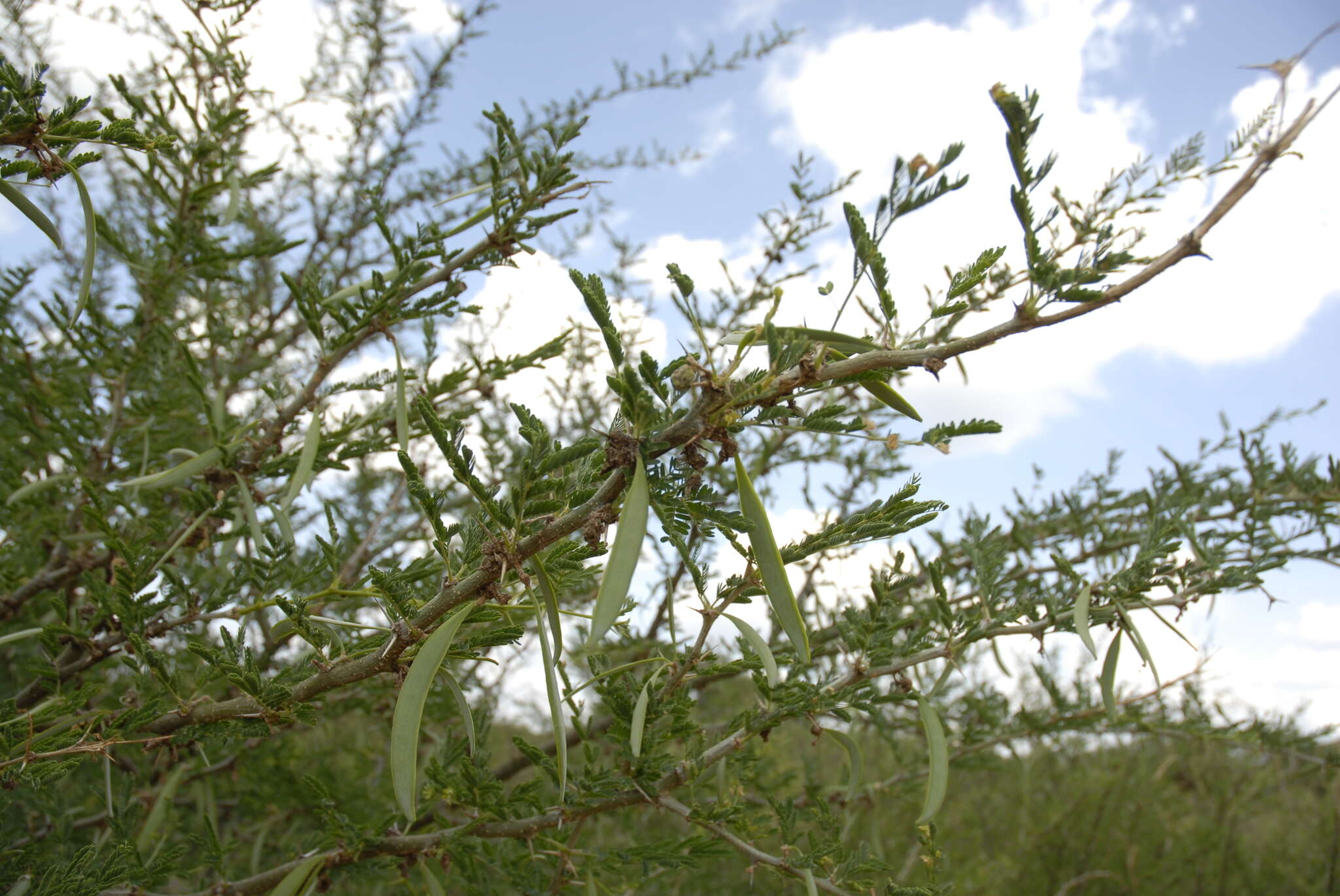 Слика од Vachellia seyal (Delile) P. J. H. Hurter